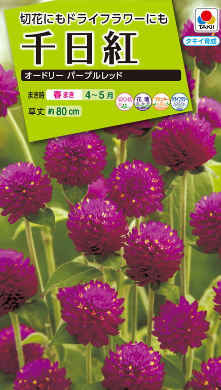 花種　NL200 千日紅 オードリー パープルレッド 小袋 [FSE167]【花の種】【タキイのタネ】【ガーデニング】