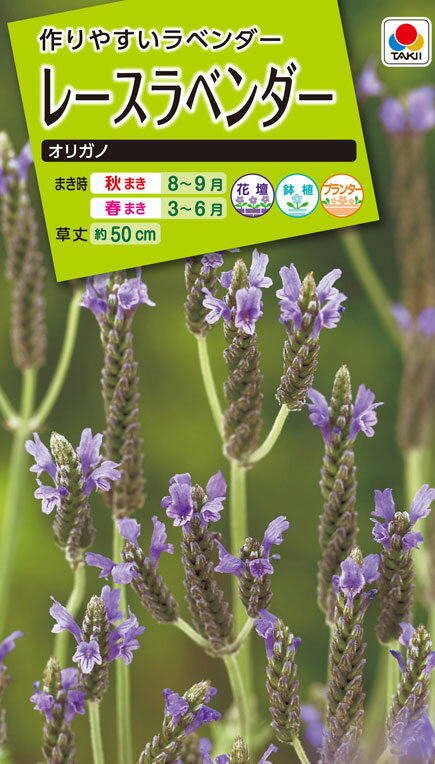 花種　NL200 レースラベンダー オリガノ 小袋 [FSZB35]【花の種】【タキイのタネ】【ガーデニング】