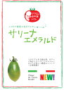 マロウの地中海トマト　サリーナエメラルド　ミニトマト種子　8粒【イタリアトマト】【野菜の種】