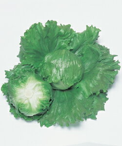 スターレイ 結球レタス種子 ペレット5000粒 農水省登録品種 (品種名 タフラック)【野菜種子】 【タキイ種苗】【レタスの種】