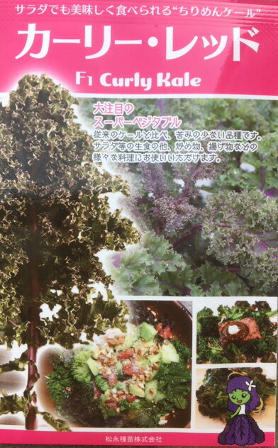 サラダケール種子 カーリー・レッド 種子 コート30粒【野菜種子】 【健康野菜】