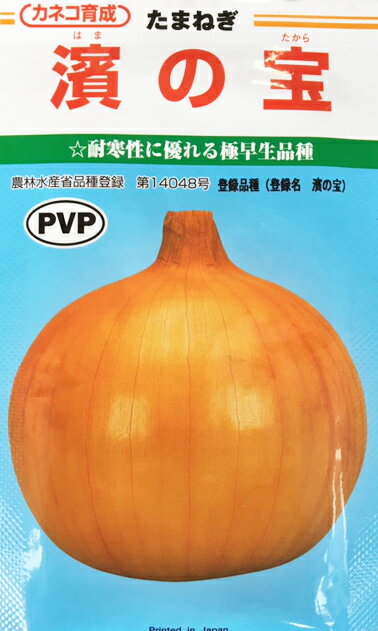 濱の宝　玉ねぎ種子　20ml　極早生種　カネコ種苗【野