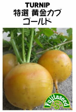 特選黄金カブ　ゴールド　2ml【野菜種子】【カブの種】のサムネイル