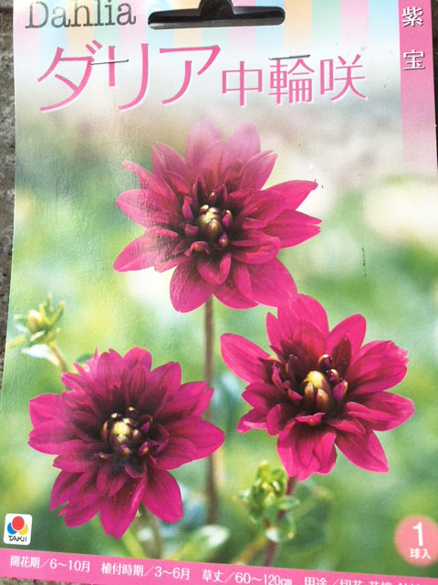 注）画像(花、球根)はイメージです。実際の色とは若干イメージが異なって見える場合があります。 球根の大きさ、形には品種毎の違いがあり全て同じサイズではありません。 植え時:3月〜5月　花期:7月〜11月 特徴‥ 紫色の中輪タイプ 　 ☆他のダリア球根　春植え球根はこちら☆