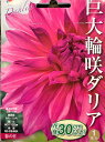 巨大輪咲きダリア球根　春の日　1球入り