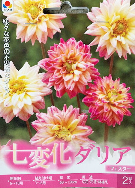 商品情報品種七変化ダリア球根　フェスタ—　2球入り品種特徴植え時:3月〜6月　花期:6月〜10月 特徴‥ 切り花に最適な中輪咲種　花色に幅がありひとつの球根からいろいろな花色がみられます。注意事項■こちらの商品は花の球根です。 注）画像(花、球根)はイメージです。実際の色とは若干イメージが異なって見える場合があります。 球根の大きさ、形には品種毎の違いがあり全て同じサイズではありません。種子と責任種子は努めて純良なものをお届けいたしますが 播種後の栽培条件、天候などの自然の影響を受けますので 性質上100 ％の純度・発芽は望めません。 商品の生長後や収穫物に対する補償はいたしかねます。 いかなる場合でも商品結果不良につきましてはお買い上げ金額の範囲内とさせていただきます。