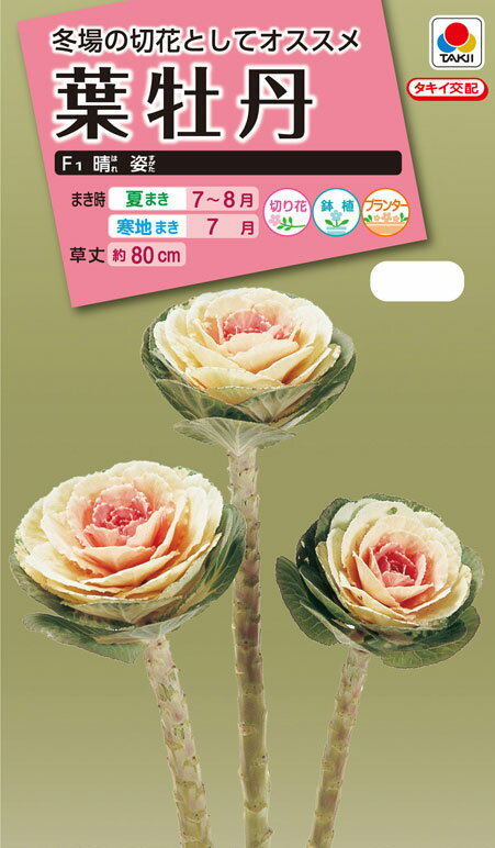 花タネ NL300 葉牡丹 F1 晴姿 小袋 [FHB652]【花の種】【タキイのタネ】【ガーデニング】