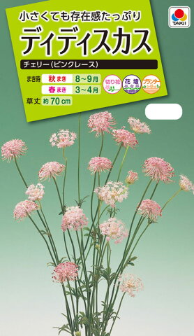 花種　NL200 ディディスカス チェリー(ピンクレース) 小袋 [FZZ456]【花の種】【タキイのタネ】【ガーデニング】
