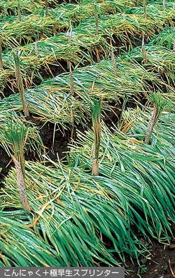 緑肥用種子　えん麦　極早生スプリンター　1kg【緑肥、景観用の種】【タキイのタネ】