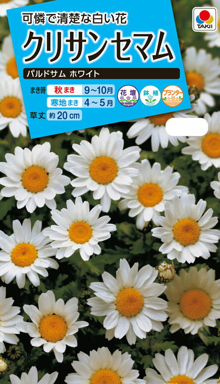花種　NL150 クリサンセマム パルドサム ホワイト 小袋 [FCR117]【花の種】【タキイのタネ】【ガーデニング】