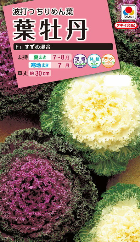 花タネ　 NL300 葉牡丹 F1 すずめ混合 小袋 [FHB589]【花の種】【タキイのタネ】【ガーデニング】