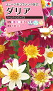 花種　NL300 ダリア ハーレクインミックス 小袋 [FDR150]【花の種】【タキイのタネ】【ガーデニング】