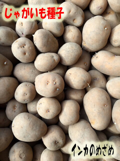 インカのめざめ　種芋