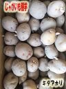 じゃがいも種芋　キタアカリ　　北海道産　　500g　L〜M混合サイズ　【馬鈴薯種】【種芋】【検品合格品】【売れ筋】