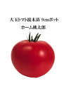 【予約商品】大玉トマト苗　ホーム