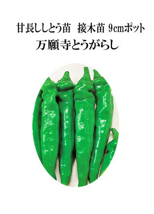 【予約商品】万願寺トウガラシ苗　1本　　京野菜　【家庭菜園】【野菜苗】