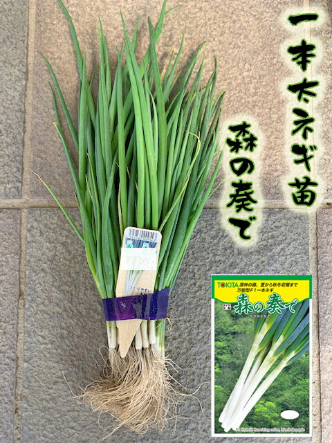 楽天市場】ネギ 苗(ガーデニング・農業|花・ガーデン・DIY)の通販 楽天市場】ネギ 苗(ガーデニング・農業|花・ガーデン・DIY)の通販