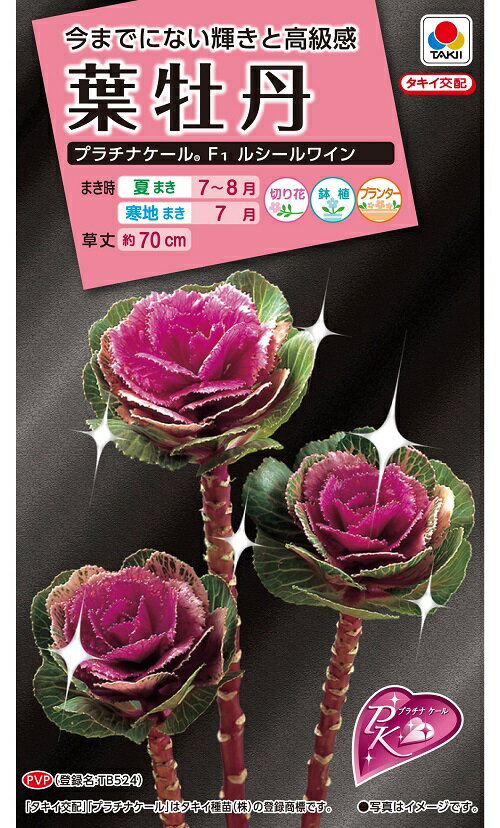 花タネ　 NL300 葉牡丹 F1 ルシールワイン　小袋 [FHB711]農水省登録品種　(品種名　TB524）【花の種】【タキイのタネ】【ガーデニング】