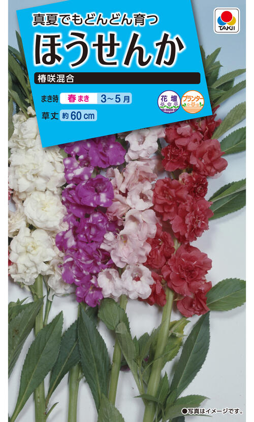 花種 NL150 ほうせんか 椿咲混合 小袋 FHS119 【花の種】【タキイのタネ】【ガーデニング】