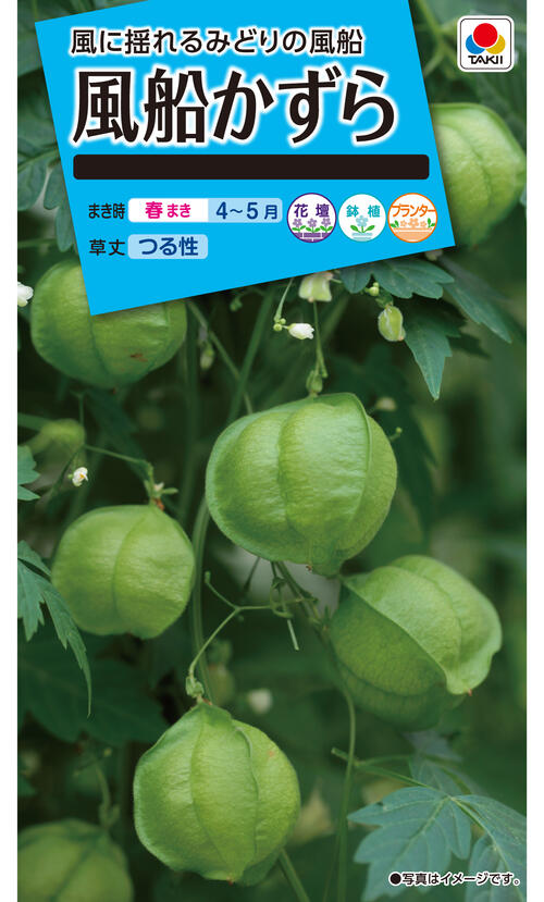 花種　NL150 　風船かずら　小袋 [FZZ440]【花の種】【タキイのタネ】【ガーデニング】のサムネイル