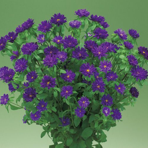 花種　NL300 　アスター・トゥモロー パープル 農水省登録品種（品種名：TA803）　小袋 [FAS391]【花の種】【タキイのタネ】【ガーデニング】