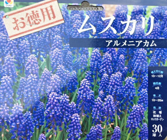 お徳用　ムスカリ球根　　30球入りのサムネイル
