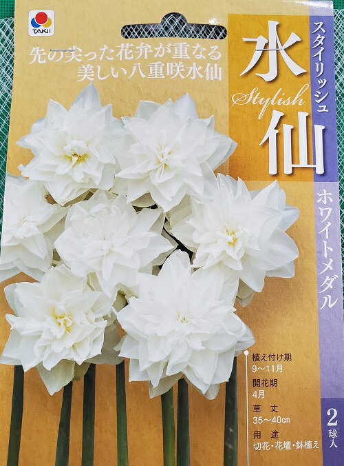 スタイリッシュ水仙　球根　ホワイトメダル　2球入りのサムネイル
