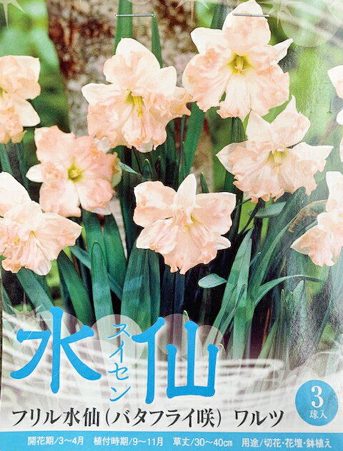 水仙　球根　ワルツ　バタフライ咲　3球入りのサムネイル