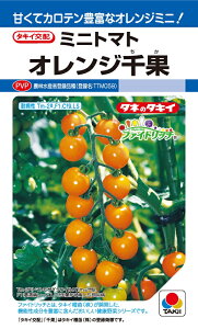オレンジ千果 ミニトマト 16粒 農水省登録品種(品種名 TTM059)【トマト種】【タキイのタネ】【野菜の種】【機能性野菜】【高カロテン】【ファイトリッチシリーズ】