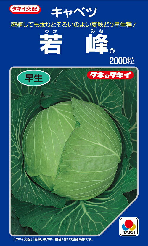 キャベツ　若峰　2000粒　早生種【タキイ種苗】