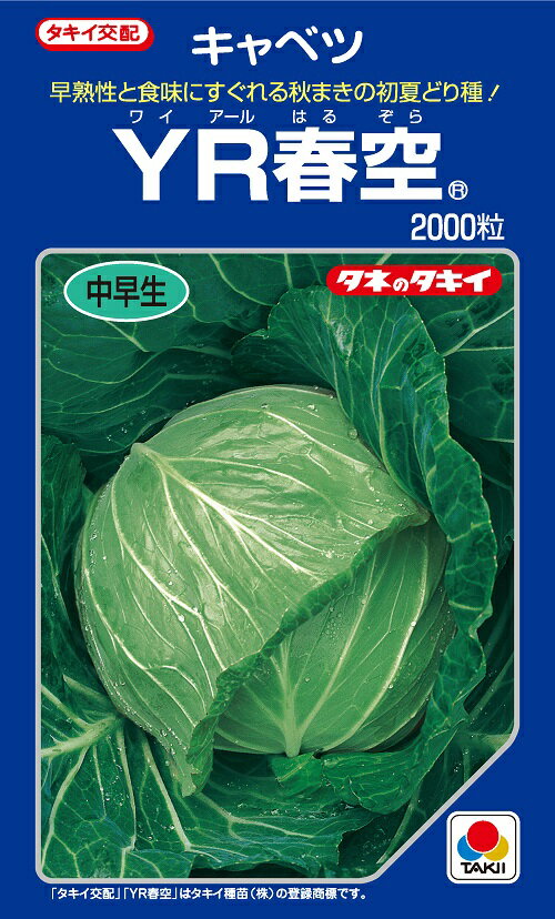 YR春空　サワー系キャベツ種子　2000粒　中早生種　良質系【野菜種子】　【タキイ種苗】【極早生キャベツ】