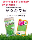 芝生ウインターオーバーシード専用種子 サツキワセ 農水省登録品種 (品種名 サツキワセ)【タキイ種苗】【オーバーシード専用種子】