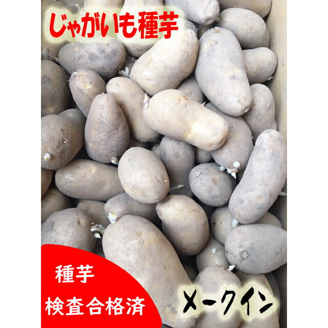 じゃがいも種芋　メークイン　　北海道産　【令和6年度　種イモ】【馬鈴薯種】【種芋】【検品合格済】