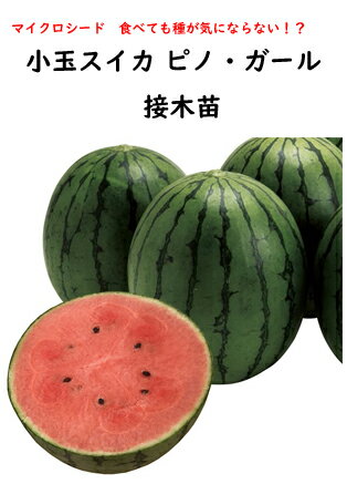 【予約商品】　ピノ・ガール　1本　　接木苗　【西瓜苗】【家庭菜園】【野菜苗】のサムネイル