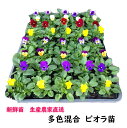 【予約商品 農家直送苗】花付 ビオラ苗 32本(8色×4)【ビオラ苗】【スミレ苗】