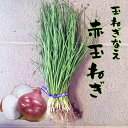 【予約商品 10月~11月発送開始】赤玉ねぎ苗 【赤玉ねぎ苗】【玉ねぎ苗】【赤玉葱苗】