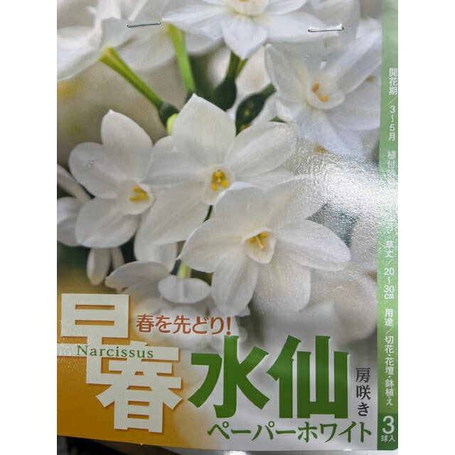 水仙　球根　房咲　ペーパーホワイト　3球入りのサムネイル