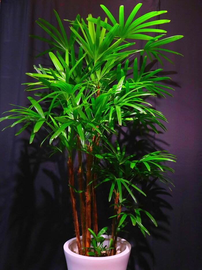 観葉植物 シュロチク 観葉 東京23区限定 インテリアによく用いられます 植物 グリーン 祝 細長い葉っぱが可愛くて人気です 開業 高さ 150cm 180cm 開店 開業 新築 開院 オープン 周年 御祝 お祝い 祝 竣工 新築 移転 栄転 当選 式典 インテリア 室内 飾り 開店 観葉植物 シュロチク 観葉 東京23区限定 インテリアによく用いられます 植物 グリーン 祝 細長い葉っぱが可愛くて人気です 開業 高さ 150cm 180cm 開店 開業 新築 開院 オープン 周年 御祝 お祝い 祝 竣工 新築 移転 栄転 当選 式典 インテリア 室内 飾り 開店