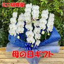 【母の日ギフト】 ミニ胡蝶蘭 送料無料 母の日 ギフト プレゼント 花 お花 蘭 ラン 洋ラン 洋蘭 可愛い かわいい 胡蝶蘭 こちょうらん コチョウラン アマ...