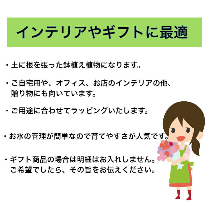 ���󥹥�塼�� �ԥ� ����̵�� ��Ϸ ��Ϸ���� �Ŵ� ��� �Ƽ� ��� ���ե� �ץ쥼��� �͵� �֥��ե� �֥ץ쥼��� ��å����� �������� �� ���� ȭ ���� ���տ�ʪ ���襤�� ��ʪ ���� ȭʪ ��ȭ ������� ���פ� �������