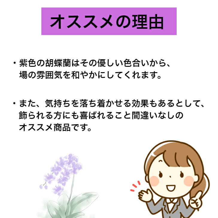 再入荷 開店開業開院周年移転個展展示会発表会舞台昇進就任新築竣工バースデーイベントミニ胡蝶蘭紫パープル4本立ち早割送料無料敬老の日敬老古希喜寿 米寿古稀