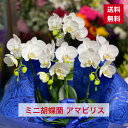 ID1014 ミニ胡蝶蘭 白 アマビリス 可愛い 蘭 ラン 洋ラン 送料無料 コチョウラン 洋蘭 父の日 敬老 敬老の日 人気 メッセージ 花 お花 鉢 植物 ...