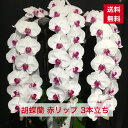 ID1002 胡蝶蘭 赤リップ 3本立ち 大輪 送料無料 父の日 花 お花 祝い お誕生日 就任 昇進 新築 当選 花ギフト 敬老 敬老の日 お彼岸 お供え 御供え 御供 コチョウラン こちょうらん