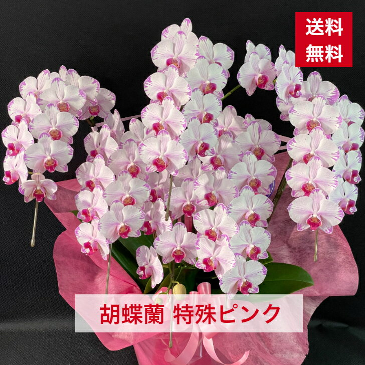 胡蝶蘭 ピンク ボリューム 送料無料 父の日 花 お花 祝い お誕生日 就任 昇進 新築 当選 花ギフト 敬老 敬老の日 お彼岸 お供え 御供え 御供 供花 贈り物 お祝いギフト 商品ID 2224 コチョウラン こちょうらん