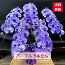 胡蝶蘭 パープル 紫 5本立ち 送料無料 お祝い 開店 開業 開院 周年 御祝 移転 昇進 新築 就任 当選 祝 誕生日 竣工 お祝いギフト 父の日 栄転 発表...