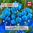 ブルー ミニ胡蝶蘭 送料無料 ギフト 青 コチョウラン お祝い 開店 御祝 移転 祝 誕生日 お祝いギフト バースデー 花 父の日 洋ラン オープン アマビリス 胡蝶蘭 ブルー胡蝶蘭 青胡蝶蘭 青い胡蝶蘭 敬老の日 敬老 賀寿 喜寿 古希 カラー胡蝶蘭