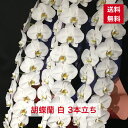 商品ID1019 胡蝶蘭 白 大輪 3本立ち 送料無料 コチョウラン こちょうらん ギフト 誕生日祝い 開店祝い 新築 新築祝い 当選 当選祝い 楽屋花 豪華 ...
