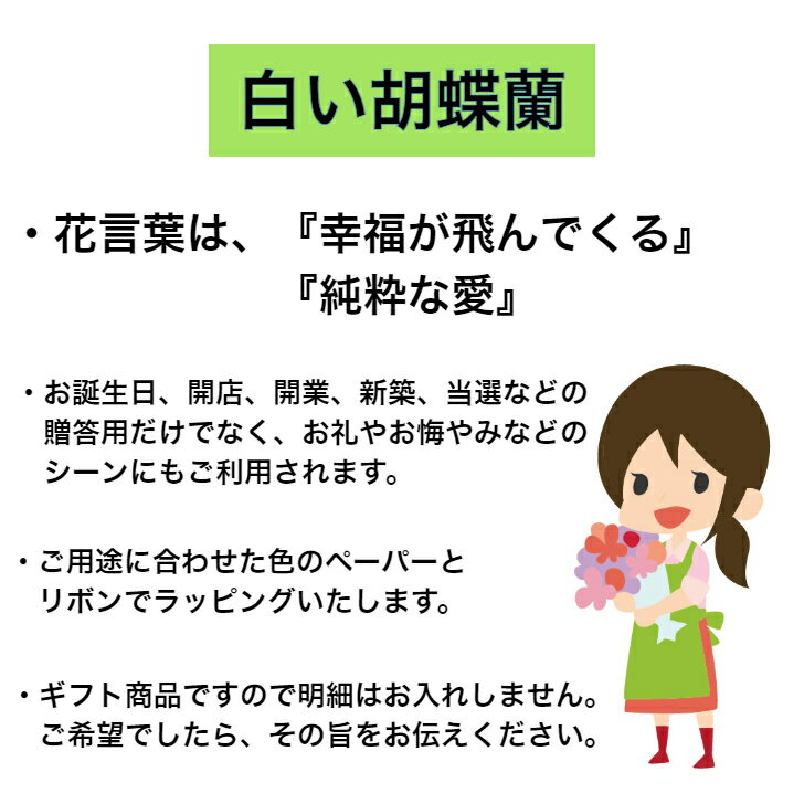 商品ID1021 胡蝶蘭 白 大輪 3本立ち 送料無料 コチョウラン こちょうらん ギフト 誕生日祝い 開店祝い 敬老 敬老の日 新築 新築祝い 当選 当選祝い 楽屋花 豪華 ボリューム お彼岸 お供え 御供え 御供 供花 2