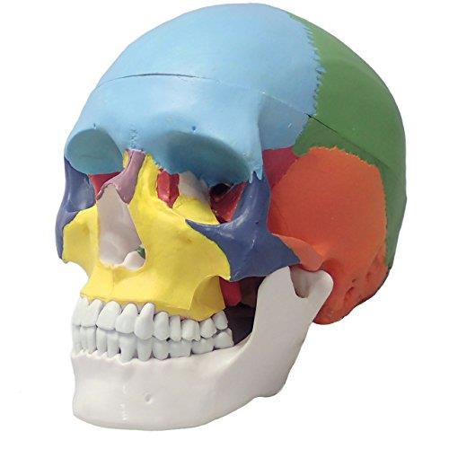 [Fellezza] 頭蓋骨模型 可動式頭蓋模型 歯模型 骨格 分解可能 実物大