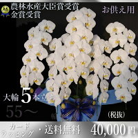 ■お供え胡蝶蘭5本立55輪以上(蕾含む)■胡蝶蘭5本立ち・胡蝶蘭(コチョウラン)胡蝶蘭5本立ち大輪/胡蝶蘭5本立ち/胡蝶蘭送料無料/お供え花・法事鉢花【ラン・胡蝶蘭】胡蝶蘭